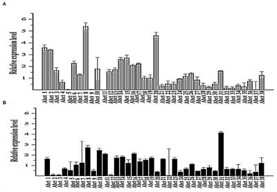 The ABCT31 Transporter Regulates the Export System of Phenylacetic Acid as a Side-Chain Precursor of Penicillin G in Monascus ruber M7